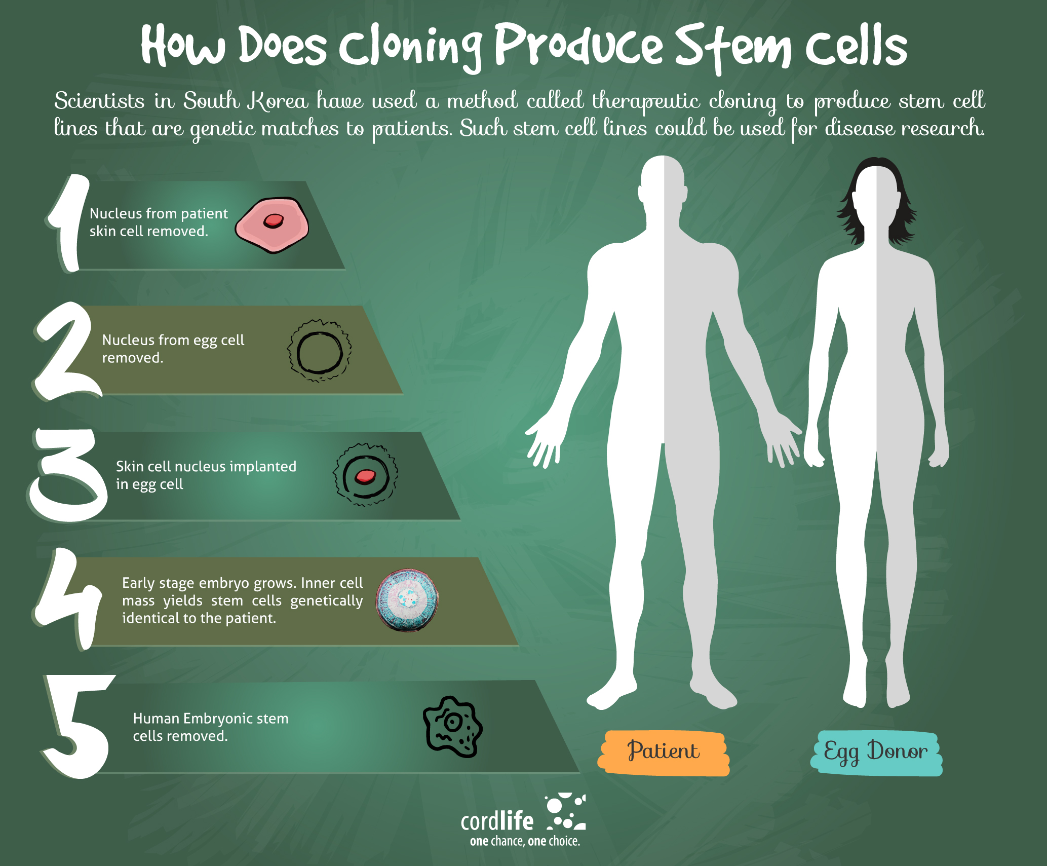 How Does Cloning Produce Stem Cells