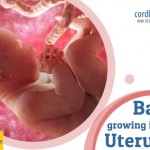 How Your Baby Grows Inside Your Uterus