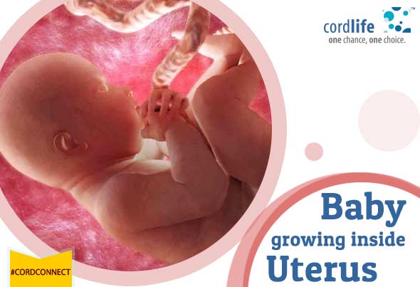 How your Baby Grows Inside your Uterus - Cordconnect ...