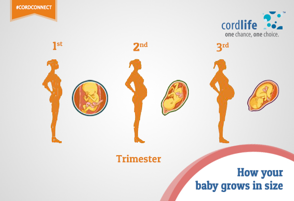 baby’s development