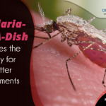 Malaria-in-a-dish Paves the Way For Better Treatments