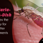 Malaria-in-a-dish paves the way for better treatments