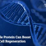 A single protein can boost stem cell regeneration