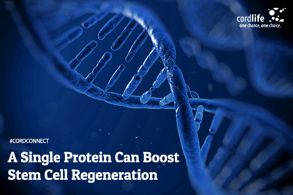 stem cell regeneration