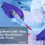 Glowing stem cells help scientists understand how cells work