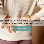 Pregnant women’s stem cells could help battle brittle bone diseases like osteoporosis
