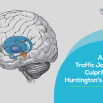 Cellular Traffic Jam Is The Culprit Behind Huntington’s Disease
