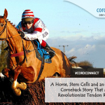 A horse, stem cells and an inspiring comeback story that may revolutionize tendon repair