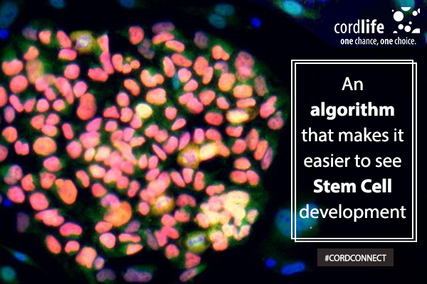 stem cell development