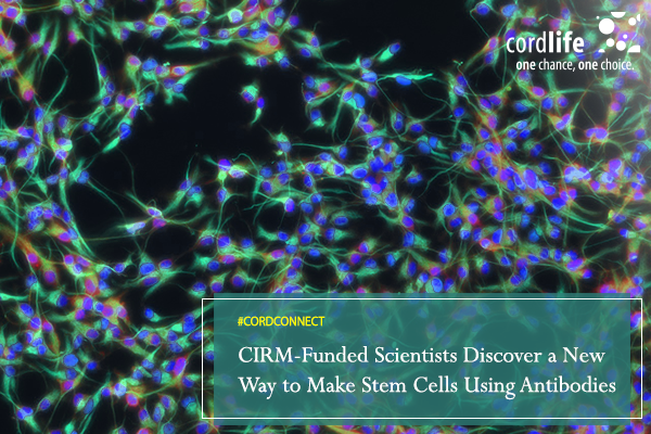stem cell using antibodies