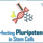 Perfecting Pluripotency in Stem Cells