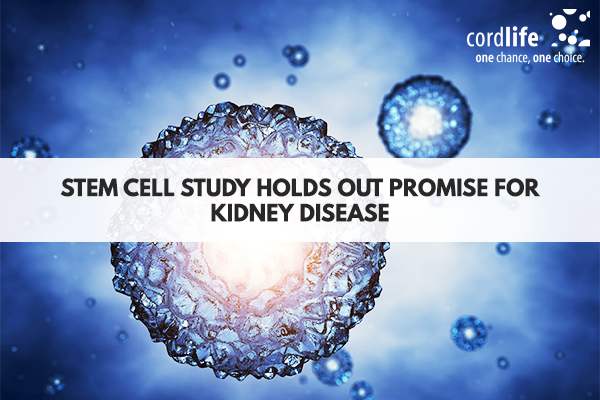 Stem-cell-study-holds-out-promise-for-kidney-disease