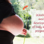 Week by Week Development of Body in your Pregnancy I