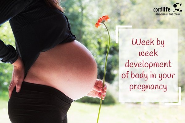 pregnancy development