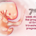 Seventh Week – Shows the Progress of First Trimester of Pregnancy