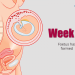 Week 10 During Pregnancy – Foetus Has Formed