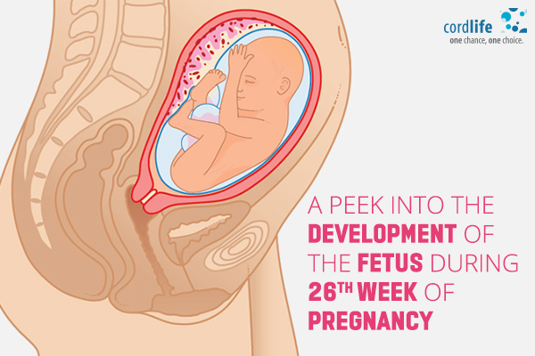 26th weeks of pregnancy