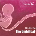 Understanding The Umbilical Cord