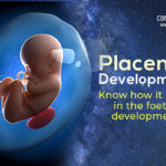 Placental Development: Know How It Helps In The Foetal Development