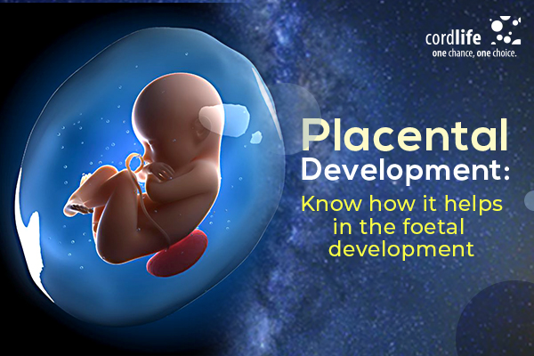 Placental Development