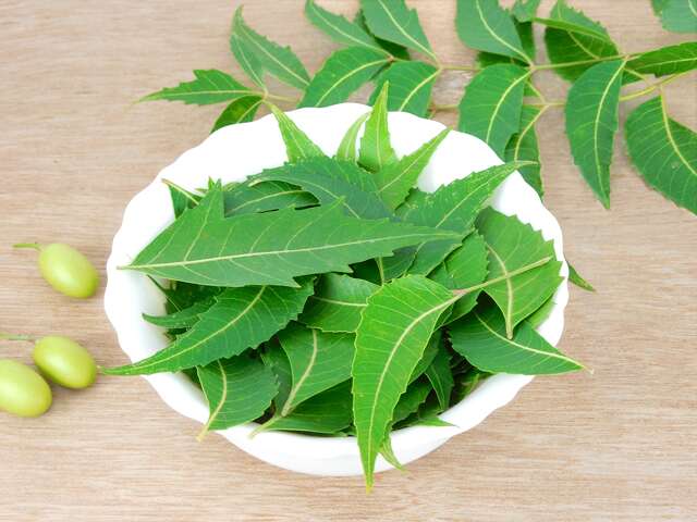 neem leaves can prevent hair fall in pregnancy