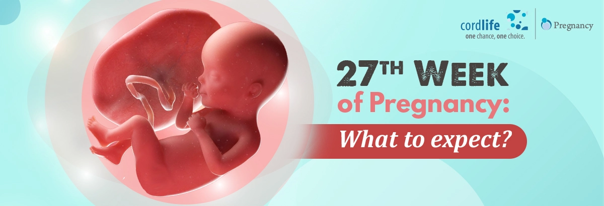 baby growth in 27th week of pregnancy