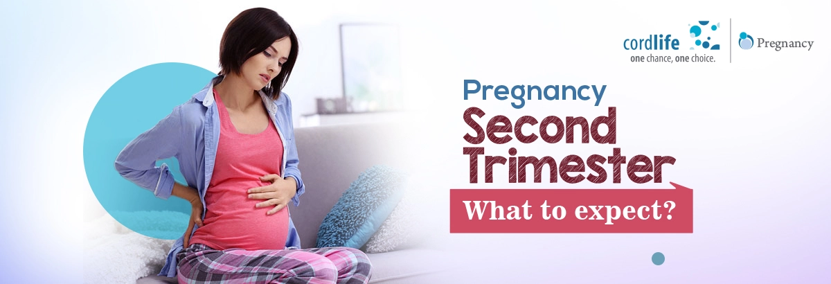 pregnancy second trimesters