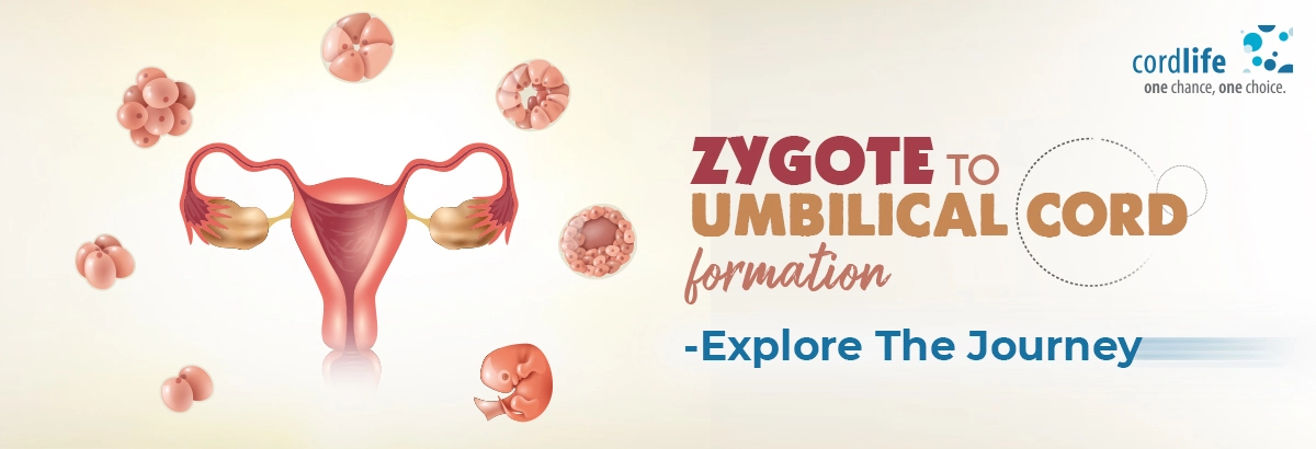 zygote to baby formation