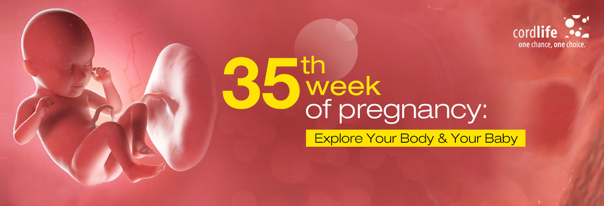 35th-week-of-pregnancy-Explore-Your-Body-Your-Baby