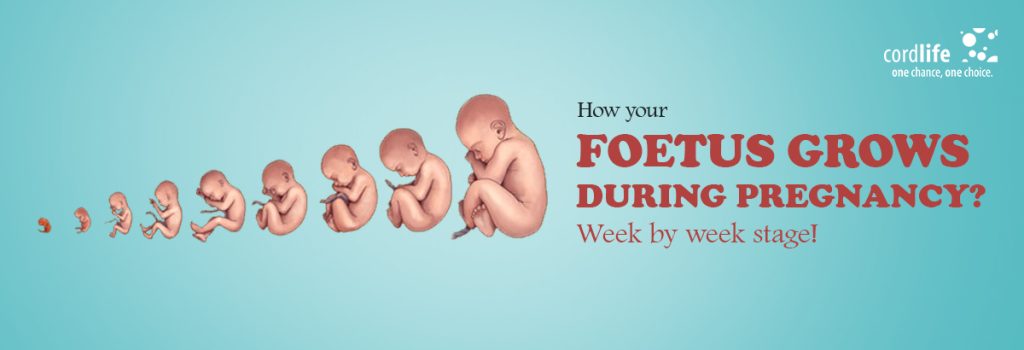 Fetus Grows During Pregnancy