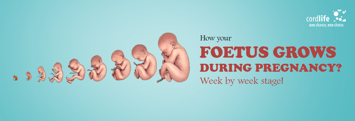 Fetus Grows During Pregnancy