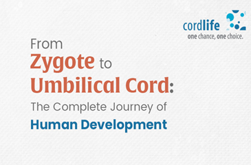Zygote to Umbilical Cord - Thumbnails
