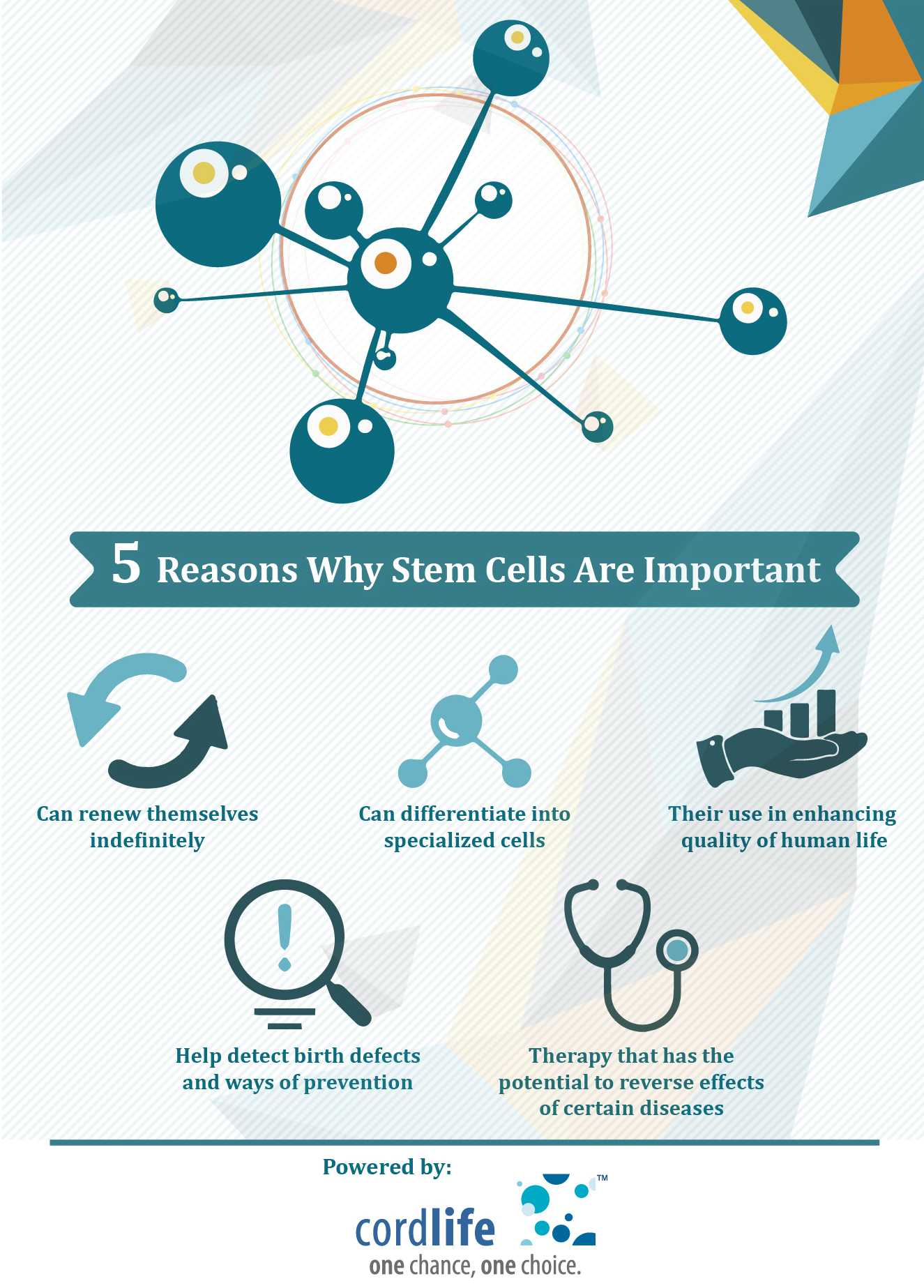 5 reasons why stem cells are important