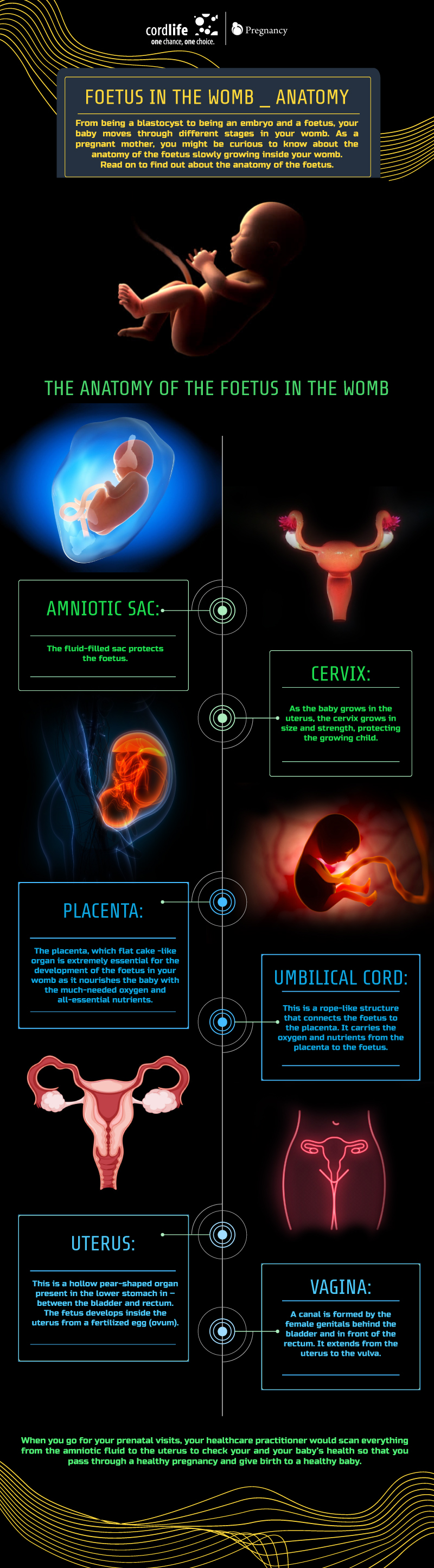 How can amniotic fluid help in foetal development?