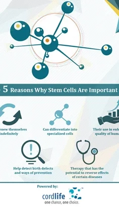 5 reasons why stem cells are important Thumbnail