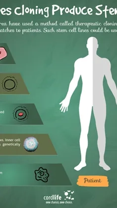 How Does Cloning Produce Stem Cells Thumbnail