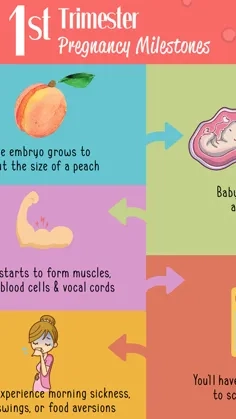 1st Trimester Pregnancy Milestones