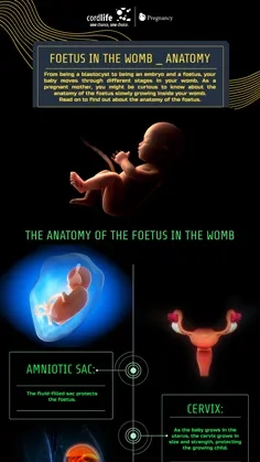 How can amniotic fluid help in foetal development?