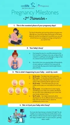 Pregnancy Milestones - 2nd Trimester