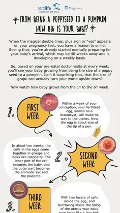 How Big is Your Baby