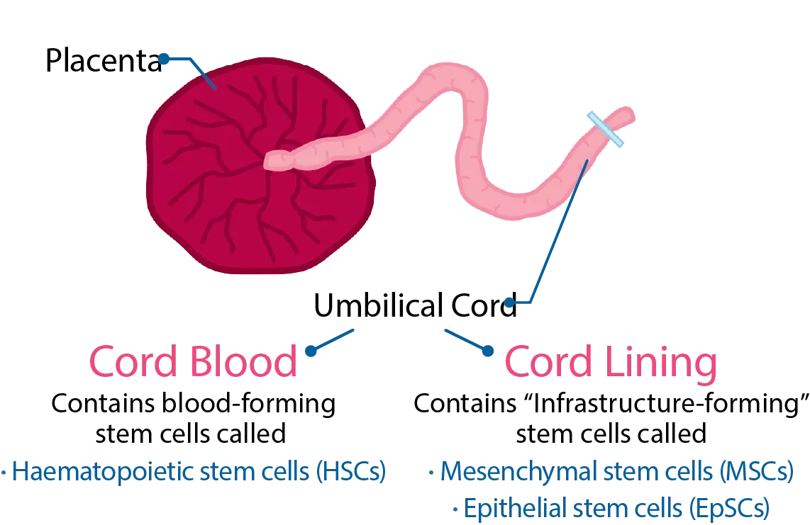 What makes your baby’s umbilical cord lining unique?