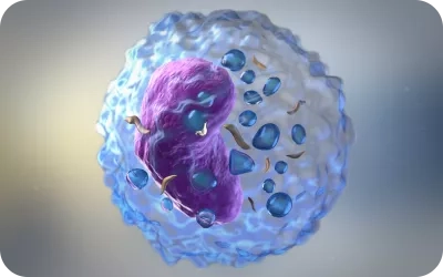 White Blood Cells